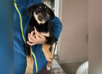 Roco ein kleiner sanfter Engel