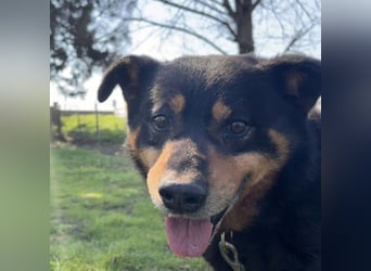 Rex ein gutmütiger Rüde