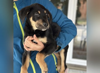 Roco ein kleiner sanfter Engel