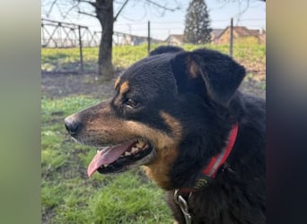 Rex ein gutmütiger Rüde