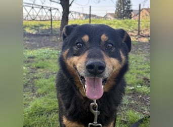 Rex ein gutmütiger Rüde