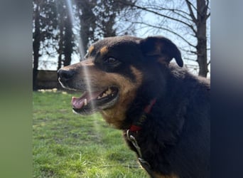 Rex ein gutmütiger Rüde