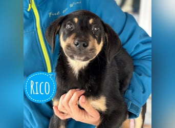 Roco ein kleiner sanfter Engel