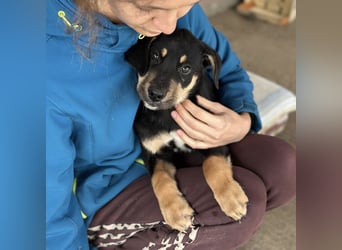 Roco ein kleiner sanfter Engel