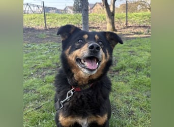 Rex ein gutmütiger Rüde