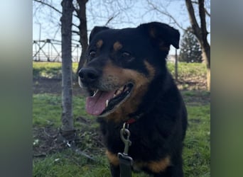 Rex ein gutmütiger Rüde