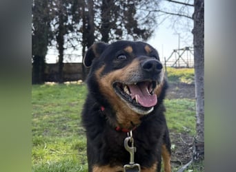 Rex ein gutmütiger Rüde