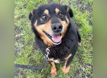 Rex ein gutmütiger Rüde