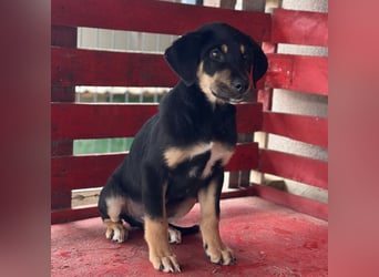 Roco ein kleiner sanfter Engel