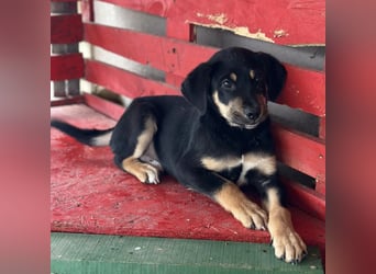 Roco ein kleiner sanfter Engel