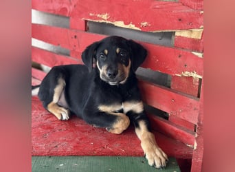 Roco ein kleiner sanfter Engel