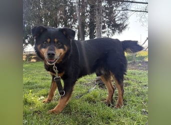 Rex ein gutmütiger Rüde