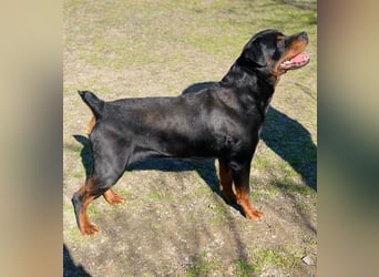 Baro LM Raus aus dem Heim rein ins Herz