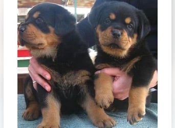 Rottweiler   welpen Hündin – geimpft, entwurmt, gechipt, mit EU-Heimtierausweis