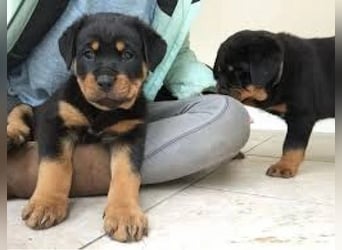 Rottweiler   welpen Hündin – geimpft, entwurmt, gechipt, mit EU-Heimtierausweis