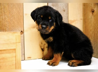 Rottweiler Welpen treue Freunde fürs Leben
