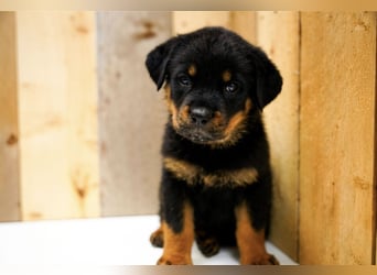 Rottweiler Welpen treue Freunde fürs Leben