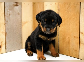 Rottweiler Welpen treue Freunde fürs Leben