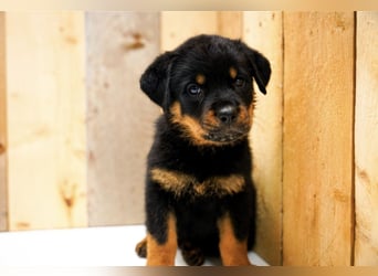 Rottweiler Welpen treue Freunde fürs Leben