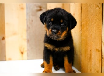 Rottweiler Welpen treue Familienbegleiter suchen ihr Zuhause