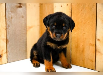 Rottweiler Welpen treue Familienbegleiter suchen ihr Zuhause