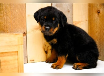 Rottweiler Welpen treue Familienbegleiter suchen ihr Zuhause