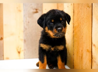 Rottweiler Welpen treu, aufmerksam und familienbezogen