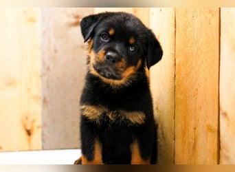 Rottweiler Welpen treu, aufmerksam und familienbezogen