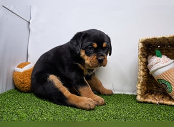Rottweiler welpen