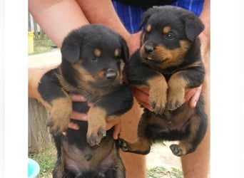 Rottweiler  Hündin – geimpft, entwurmt, gechipt, mit EU-Heimtierausweis