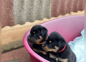 Rottweiler  Hündin – geimpft, entwurmt, gechipt, mit EU-Heimtierausweis