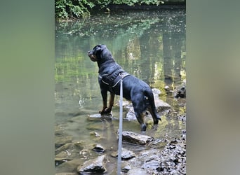Schweren Herzens: ADRK-Rottweiler-Hündin sucht ein Zuhause auf Lebenszeit