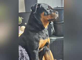 Schweren Herzens: ADRK-Rottweiler-Hündin sucht ein Zuhause auf Lebenszeit