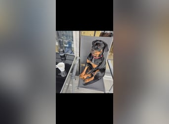 Schweren Herzens: ADRK-Rottweiler-Hündin sucht ein Zuhause auf Lebenszeit