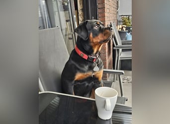Schweren Herzens: ADRK-Rottweiler-Hündin sucht ein Zuhause auf Lebenszeit