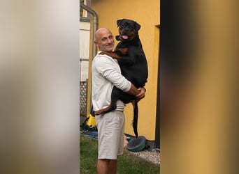 Schweren Herzens: ADRK-Rottweiler-Hündin sucht ein Zuhause auf Lebenszeit
