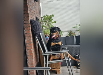 Schweren Herzens: ADRK-Rottweiler-Hündin sucht ein Zuhause auf Lebenszeit