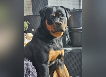 Schweren Herzens: ADRK-Rottweiler-Hündin sucht ein Zuhause auf Lebenszeit