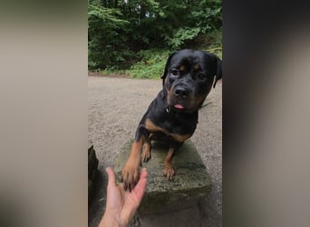 Schweren Herzens: ADRK-Rottweiler-Hündin sucht ein Zuhause auf Lebenszeit
