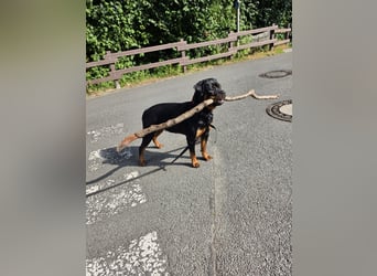Schweren Herzens: ADRK-Rottweiler-Hündin sucht ein Zuhause auf Lebenszeit