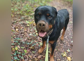 Drogo - ist katzenverträglich