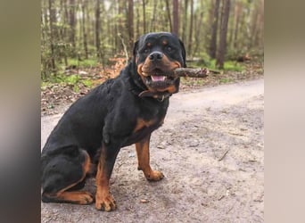 Drogo - ist katzenverträglich