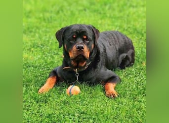 Drogo - ist katzenverträglich