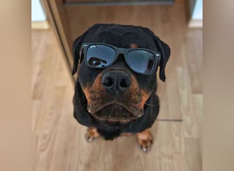 Drogo - ist katzenverträglich
