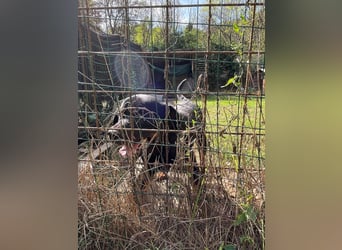 Togo - der tapfere Kerl gibt nicht auf