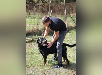 Togo - der tapfere Kerl gibt nicht auf