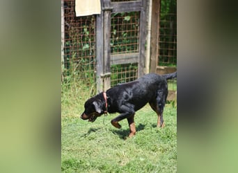 Togo - NOTFALL - der tapfere Kerl gibt nicht auf