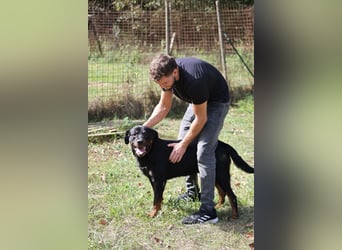 Togo - der tapfere Kerl gibt nicht auf