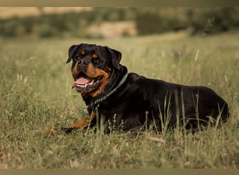 Rottweiler Rüde Kojak