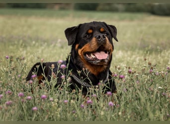 Rottweiler Rüde Kojak